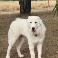 Photo of Luna