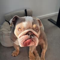 Photo of Charlie   5 Year Old British Bulldog (Trial)