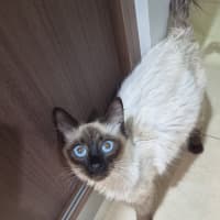 Photo of Skye