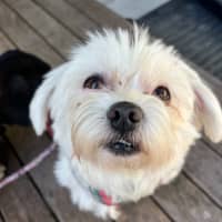 Photo of Lily   6 Year Old Maltese (Trial)