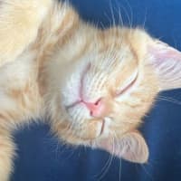 Photo of Cheezel 
