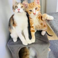 Photo of Chubby 🧡