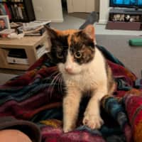 Photo of Petunia