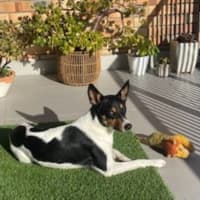 Photo of Beau   20 Month Old Border Collie X Cattle Dog