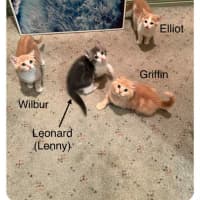 Photo of Griffin**2nd Chance Cat Rescue**