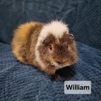 Photo of William (Desexed)