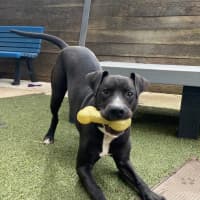 Photo of Bullet
