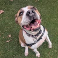 Photo of Roxy