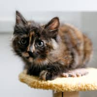 Photo of Sage