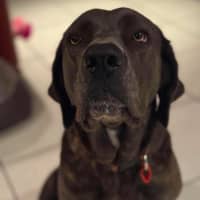 Photo of Polly