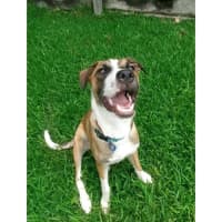 Photo of Guinness *$350 Adoption Fee*