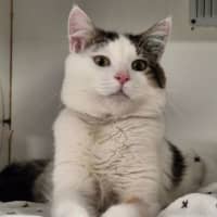 Photo of Snowy