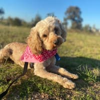 Photo of Bessie