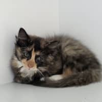 Photo of Padme