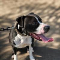 Photo of Maverick