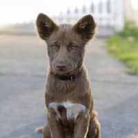 Photo of Bear 🐻 18 Mo Dingo Hybrid