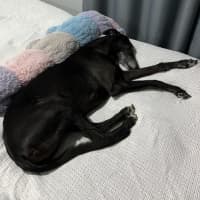Photo of Boris The Greyhound