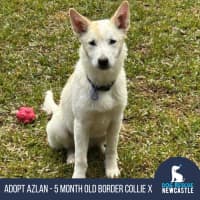 Photo of Azlan   5 Month Old Border Collie X Shepherd