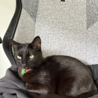 Photo of Belle