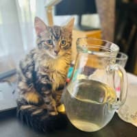 Photo of Jesse   Located In Surrey Hills 