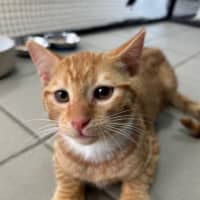 Photo of Garfield