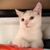 Photo of Birdy