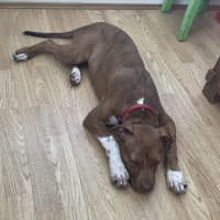 Photo of Sassy   4 Month Old American Staffy X