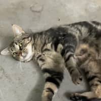 Photo of Banoffee