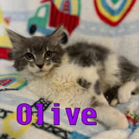 Photo of Olive