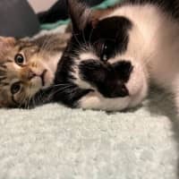 Photo of Stitch *9 Lives Project Rescue*