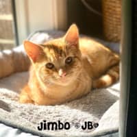 Photo of Jimbo