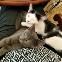 Photo of Shadow And Domino