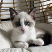 Photo of Possum 🩵🐟