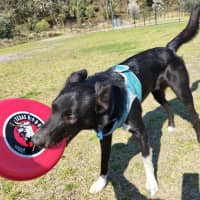 Photo of Bhoot   Assisted Rehome