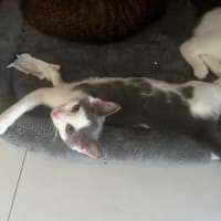 Photo of Mini Mouse