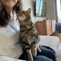 Photo of Kai *9 Lives Project Rescue*