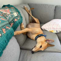 Photo of Xena   5 Year Old Greyhound