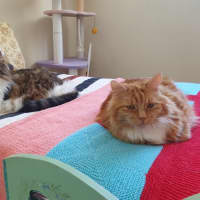 Photo of Phoenix & Harper
