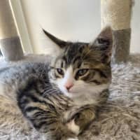 Photo of Pepsi