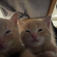 Photo of Merry ** 2nd Chance Cat Rescue**
