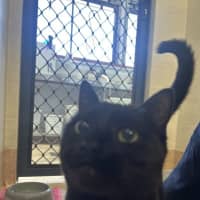 Photo of Midnight