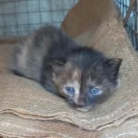 Photo of Paisley