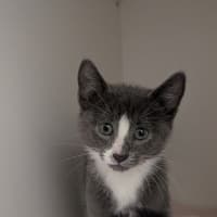Photo of Minx