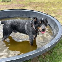 Photo of Bandit