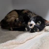 Photo of Dot