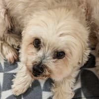 Photo of Stella