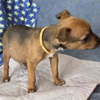 Photo of Kora