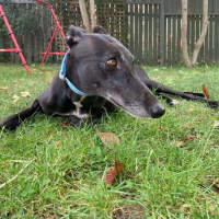 Photo of Betty, The Greyhound