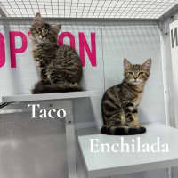 Photo of Taco