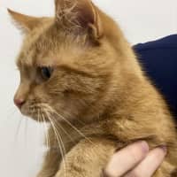 Photo of Mimosa